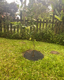 Tapete Control Malezas Diámetro 73 Cms