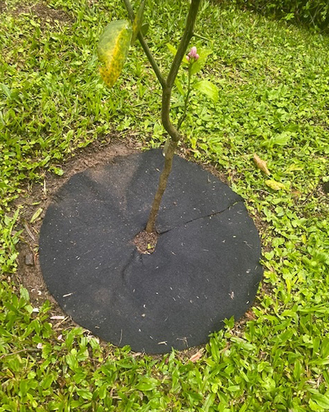 Tapete Control Malezas Diámetro 73 Cms