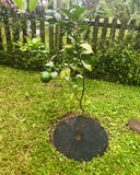 Tapete Control Malezas Diámetro 73 Cms